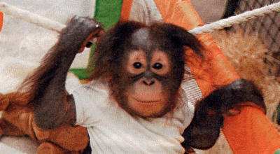 topov the monkey